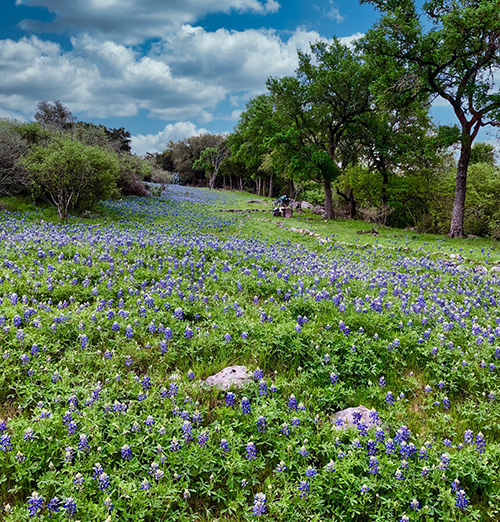 Bluebonnets