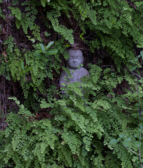 The Buddha in the ferns